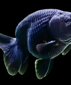Black Ranchu Goldfish (Carassius auratus) for Sale Canada | Premium Fancy Goldfish