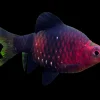Black Ruby Barb (Pethia nigrofasciata) For Sale Canada | Deep Red Schooling Fish