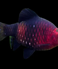 Black Ruby Barb (Pethia nigrofasciata) For Sale Canada | Deep Red Schooling Fish
