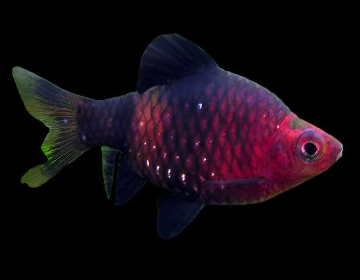 Black Ruby Barb (Pethia nigrofasciata) For Sale Canada | Deep Red Schooling Fish