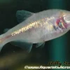 Blind Cave Tetra (Astyanax mexicanus) for Sale Canada | Unique Cave Fish