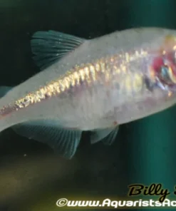 Blind Cave Tetra (Astyanax mexicanus) for Sale Canada | Unique Cave Fish