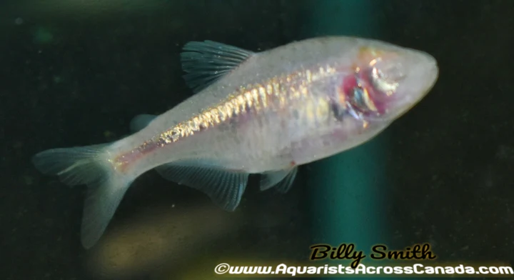 Blind Cave Tetra (Astyanax mexicanus) for Sale Canada | Unique Cave Fish
