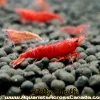XXL Bloody Mary Shrimp (Neocaridina davidi var.) for Sale Canada | Premium Red Aquarium Shrimp