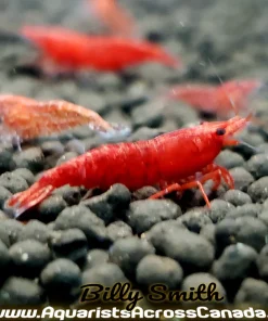 XXL Bloody Mary Shrimp (Neocaridina davidi var.) for Sale Canada | Premium Red Aquarium Shrimp