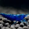 Blue Diamond Shrimp (Neocaridina davidi var.) for Sale Canada | Premium Freshwater Aquarium Shrimp