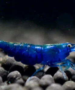 Blue Diamond Shrimp (Neocaridina davidi var.) for Sale Canada | Premium Freshwater Aquarium Shrimp