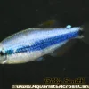 Blue Emperor Tetra (Inpaichthys kerri) for Sale Canada | Rare Blue Schooling Fish