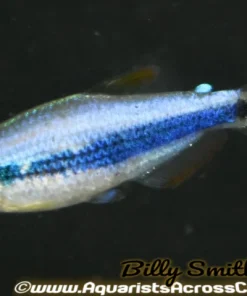 Blue Emperor Tetra (Inpaichthys kerri) for Sale Canada | Rare Blue Schooling Fish