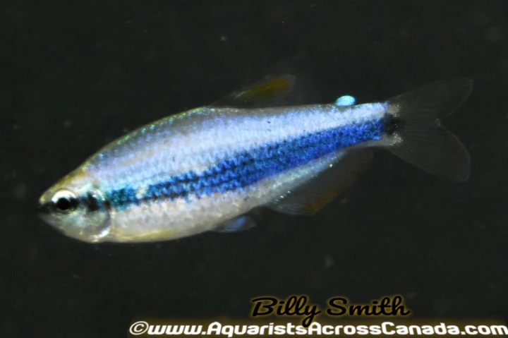 Blue Emperor Tetra (Inpaichthys kerri) for Sale Canada | Rare Blue Schooling Fish