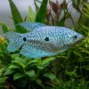 Blue Gourami (Trichopodus trichopterus) for Sale Canada | Premium Freshwater Gourami