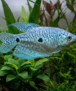 Blue Gourami (Trichopodus trichopterus) for Sale Canada | Premium Freshwater Gourami