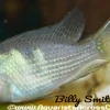 Blue Guianacara (Guianacara owroewefi) for Sale Canada | Rare South American Cichlid