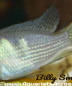 Blue Guianacara (Guianacara owroewefi) for Sale Canada | Rare South American Cichlid