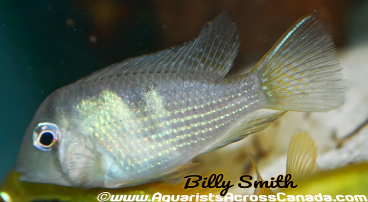 Blue Guianacara (Guianacara owroewefi) for Sale Canada | Rare South American Cichlid
