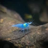 Blue Jelly Shrimp (Neocaridina davidi var.) Taiwan S Grade for Sale Canada | Premium Aquarium Shrimp