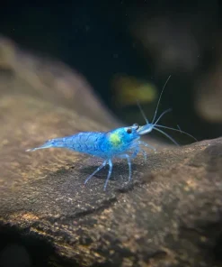 Blue Jelly Shrimp (Neocaridina davidi var.) Taiwan S Grade for Sale Canada | Premium Aquarium Shrimp