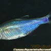 Blue King Tetra (Boehlkea fredcochui) For Sale Canada | Metallic Blue Schooling Fish