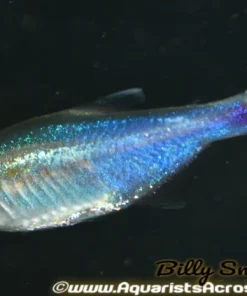 Blue King Tetra (Boehlkea fredcochui) For Sale Canada | Metallic Blue Schooling Fish