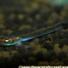 Blue Neon Goby (Stiphodon atropurpureus) for Sale Canada | Rare Freshwater Goby