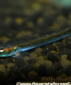 Blue Neon Goby (Stiphodon atropurpureus) for Sale Canada | Rare Freshwater Goby