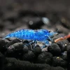 Blue Velvet Shrimp (Neocaridina davidi var.) Taiwan S Grade for Sale Canada | Premium Aquarium Shrimp