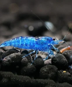 Blue Velvet Shrimp (Neocaridina davidi var.) Taiwan S Grade for Sale Canada | Premium Aquarium Shrimp