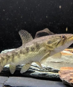 BLUE WOLF FISH (Hoplias Lacerdae)