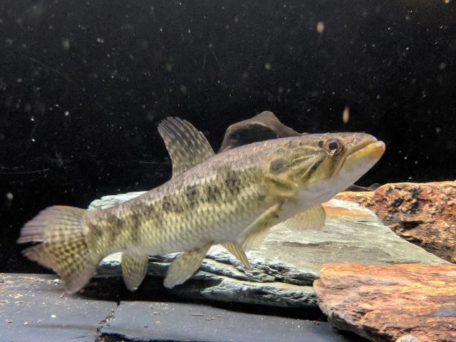 BLUE WOLF FISH (Hoplias Lacerdae)