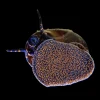 Blueberry Snail (Viviparus sp.) Canada | Buy Freshwater Blueberry Snails Online