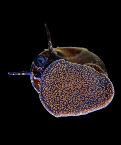 Blueberry Snail (Viviparus sp.) Canada | Buy Freshwater Blueberry Snails Online