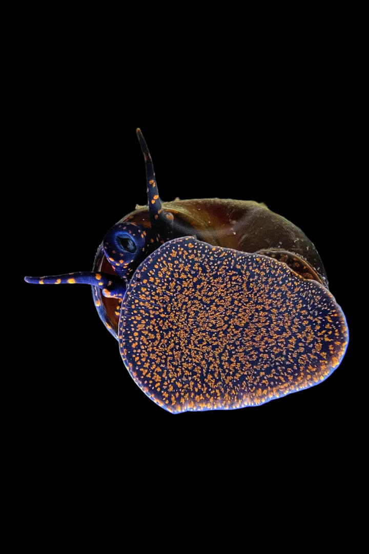 Blueberry Snail (Viviparus sp.) Canada | Buy Freshwater Blueberry Snails Online