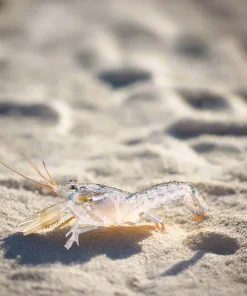 Blue Dwarf Crayfish (Cambarellus patzcuarensis var.) for Sale Canada | Nano Freshwater Crayfish