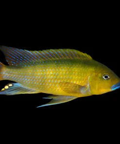 BLUE LIPS WILLIAMSI (Pseudotropheus .sp williamsi north) 3"