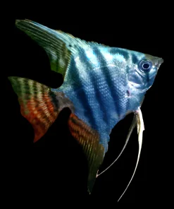BLUE NEON ANGELFISH (Pterophyllum scalare .sp) XL