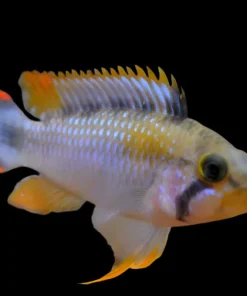 BLUE PANDA DWARF CICHLID (Apistogramma Pandourini)