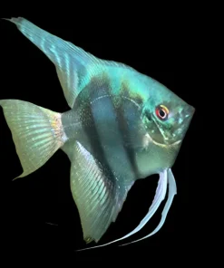 BLUE PINOY ANGELFISH (Pterophyllum scalare)