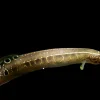 Blue Spiny Eel (Macrognathus aculeatus "Bangka") for Sale Canada | Rare Dwarf Spiny Eel