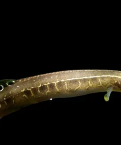 Blue Spiny Eel (Macrognathus aculeatus "Bangka") for Sale Canada | Rare Dwarf Spiny Eel