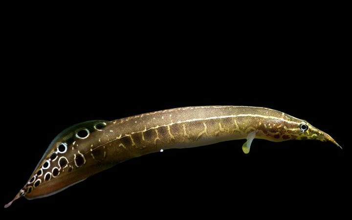 Blue Spiny Eel (Macrognathus aculeatus "Bangka") for Sale Canada | Rare Dwarf Spiny Eel