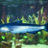 Blue Whale Catfish (Cetopsis coecutiens) for Sale Canada | Rare Amazon Catfish