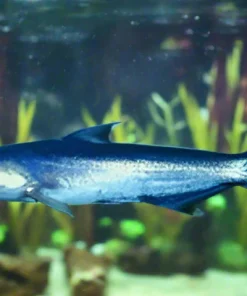 Blue Whale Catfish (Cetopsis coecutiens) for Sale Canada | Rare Amazon Catfish