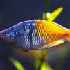 BOESMANI RAINBOW (Melanotaenia boesemani)