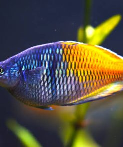 BOESMANI RAINBOW (Melanotaenia boesemani)