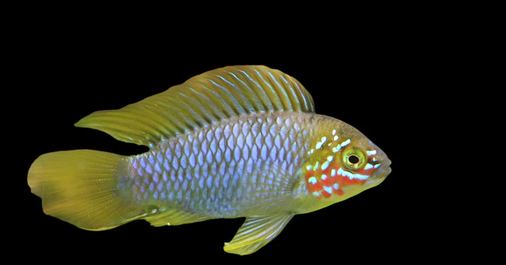 Borelli Dwarf Cichlid (Apistogramma borellii) for Sale Canada | Peaceful Dwarf Cichlid