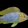 Borelli Dwarf Cichlid (Apistogramma borelli) For Sale Canada | Peaceful Cichlid
