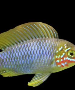 Borelli Dwarf Cichlid (Apistogramma borelli) For Sale Canada | Peaceful Cichlid