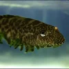 Borneo Hillstream Loach (Pseudogastromyzon sp.) for Sale Canada | Rare Loach