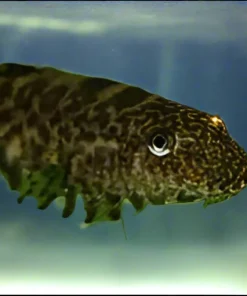 Borneo Hillstream Loach (Pseudogastromyzon sp.) for Sale Canada | Rare Loach