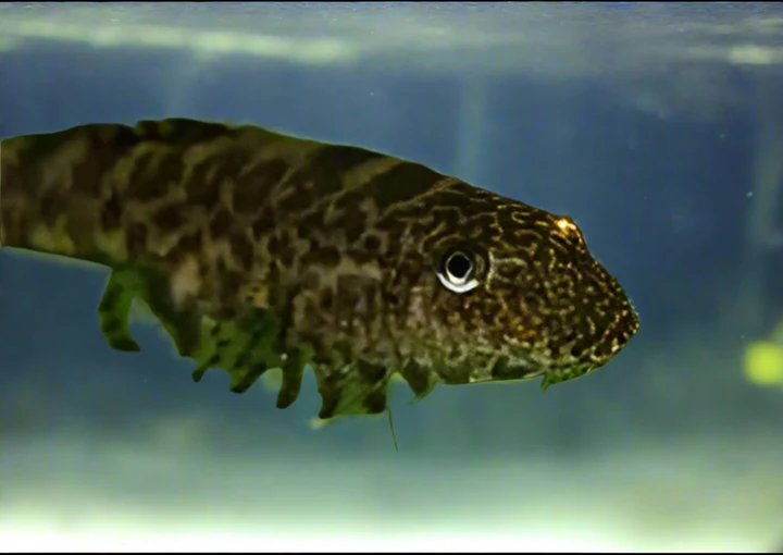 Borneo Hillstream Loach (Pseudogastromyzon sp.) for Sale Canada | Rare Loach